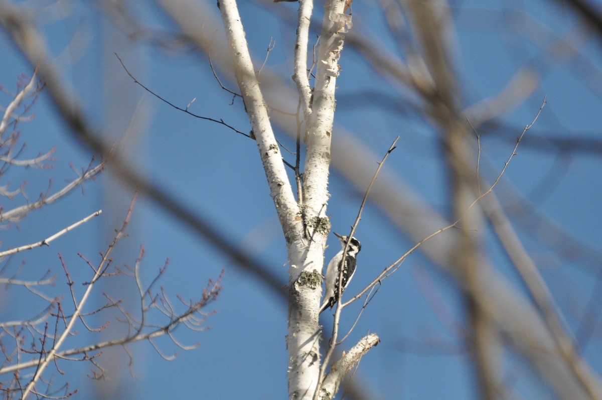 Hairy Woodpecker - ML121428721