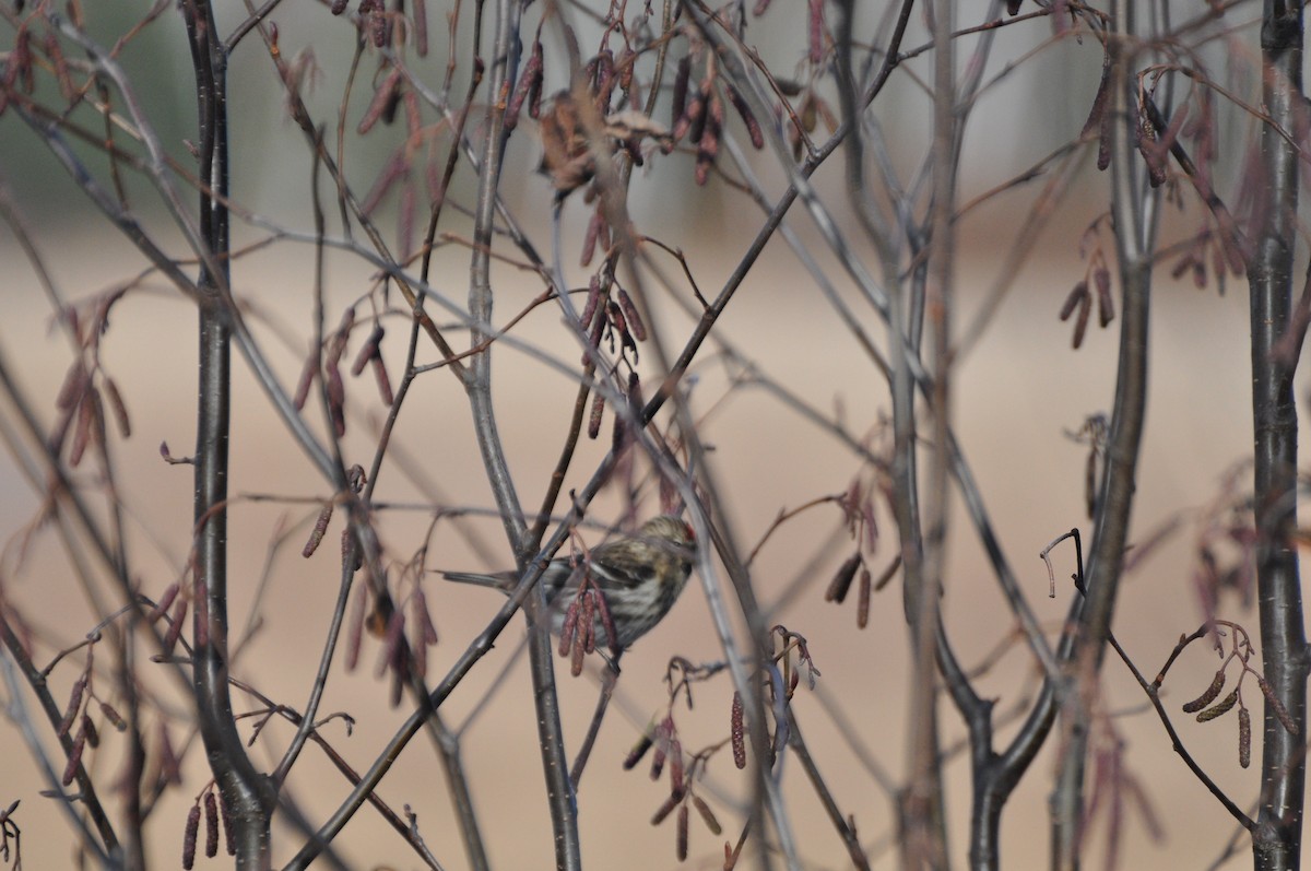 Common Redpoll - ML121429381