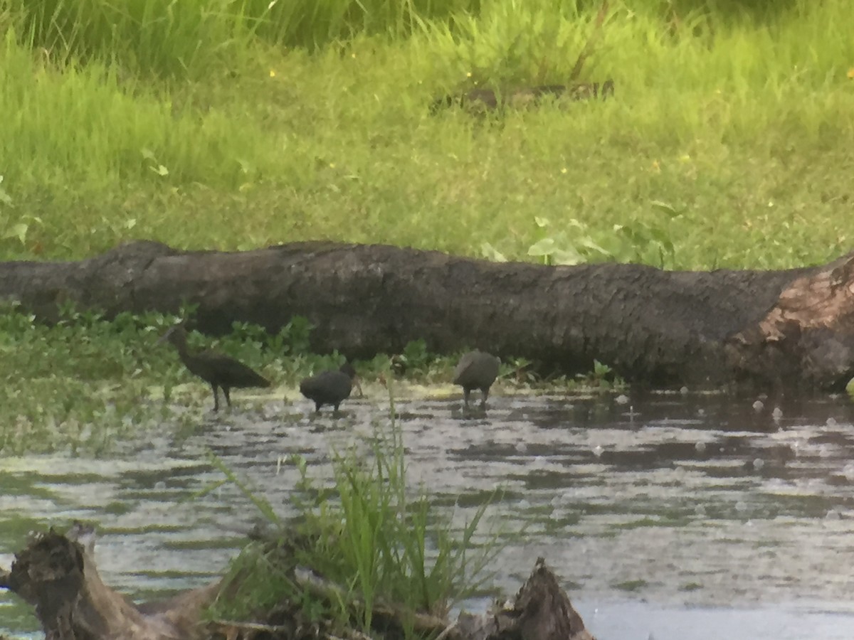 Glossy Ibis - ML121429421