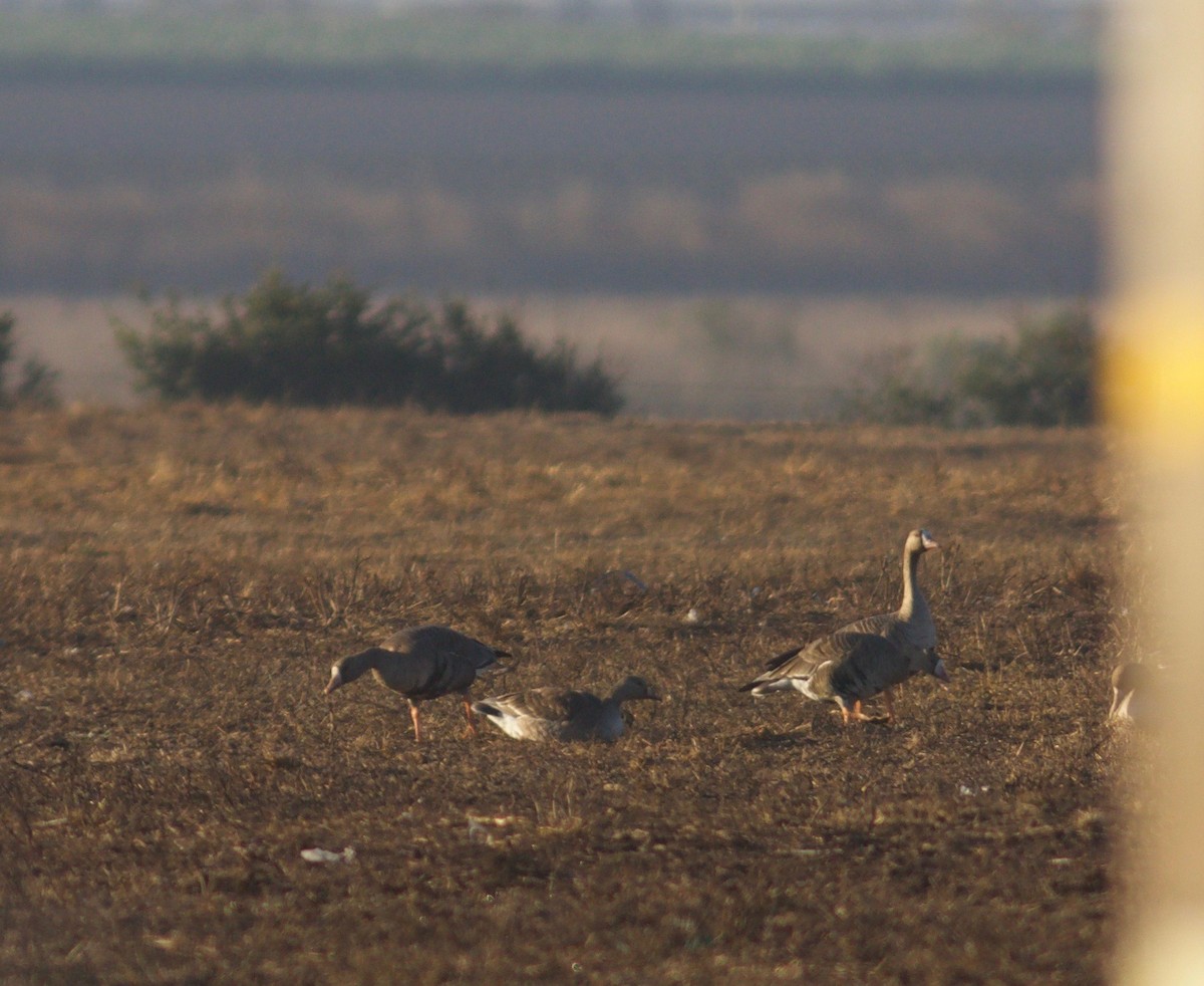 Greater White-fronted Goose - ML121429861