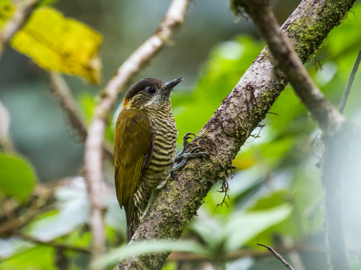 Bar-bellied Woodpecker - Nick Athanas