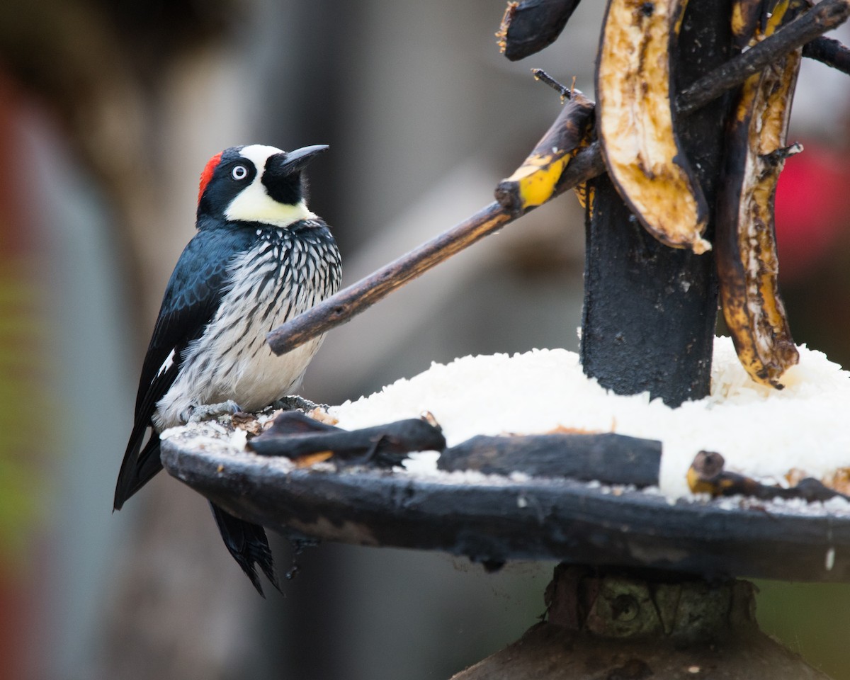 Acorn Woodpecker - ML121431721