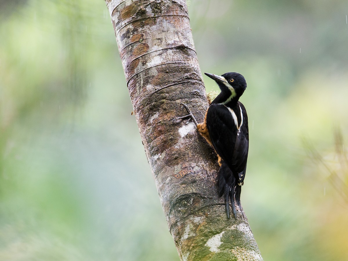 Powerful Woodpecker - Nick Athanas