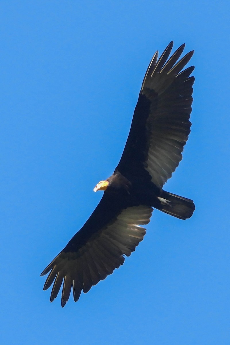 Greater Yellow-headed Vulture - Knut Hansen