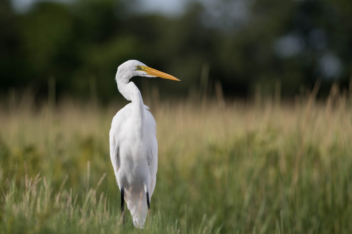 Great Egret - Lindsey Dunham