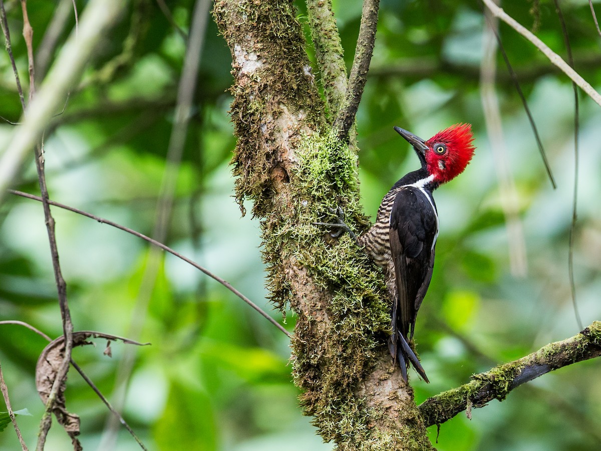 Guayaquil Woodpecker - Nick Athanas