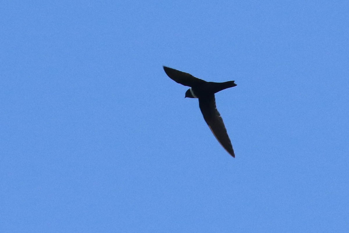 White-collared Swift - Knut Hansen