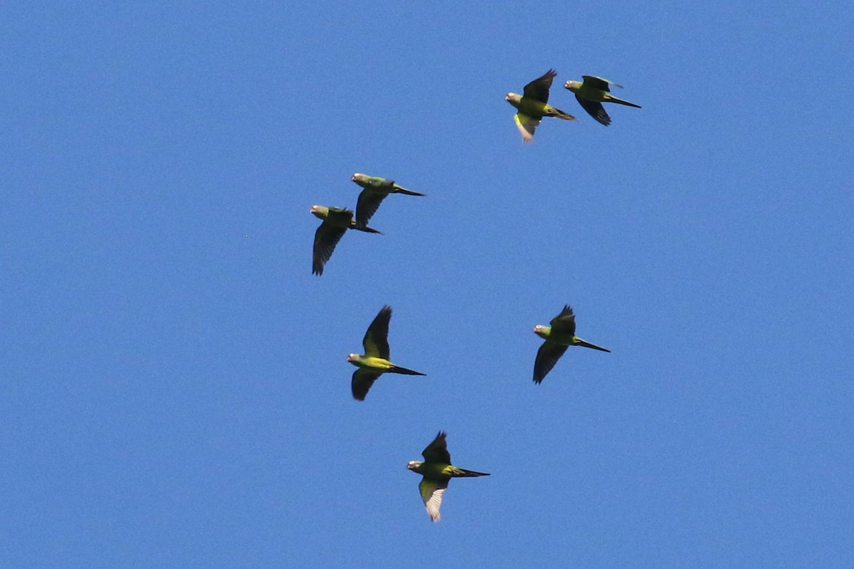 Aratinga Cabecifusca - ML121434951