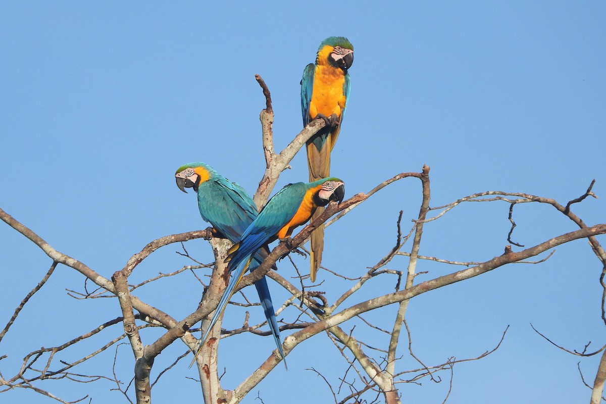 Blue-and-yellow Macaw - Knut Hansen