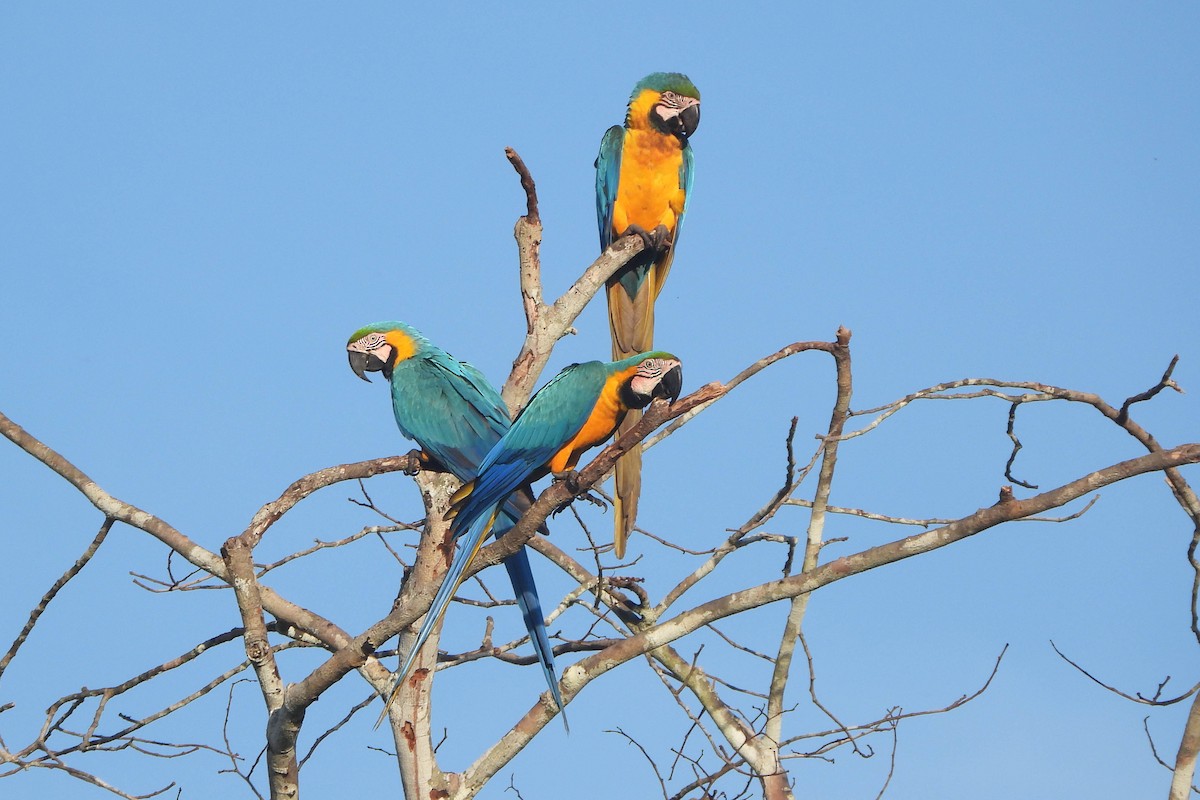 Guacamayo Azuliamarillo - ML121435041