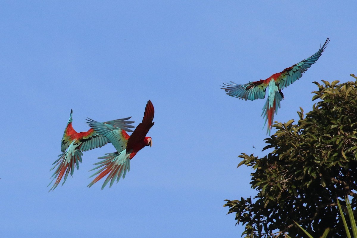 Red-and-green Macaw - Knut Hansen