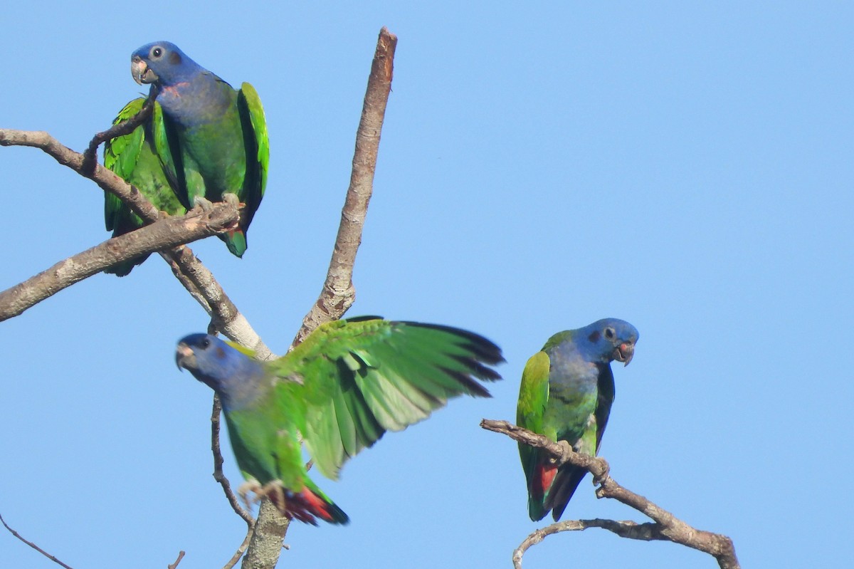 Pione à tête bleue - ML121435231