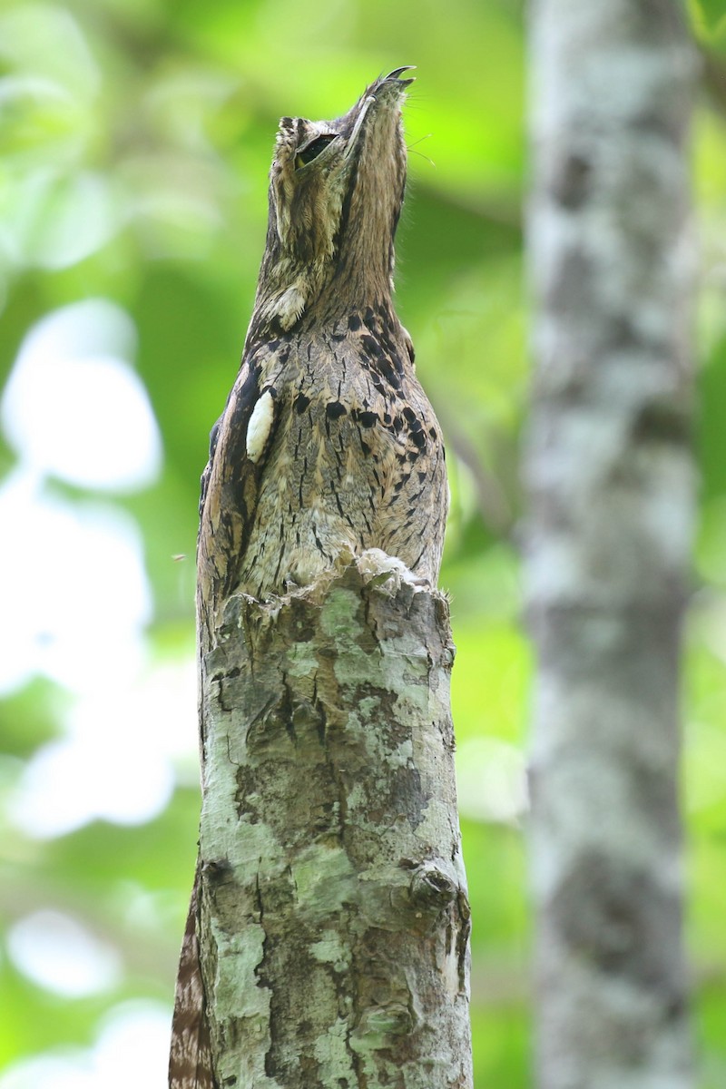 Common Potoo - ML121435771