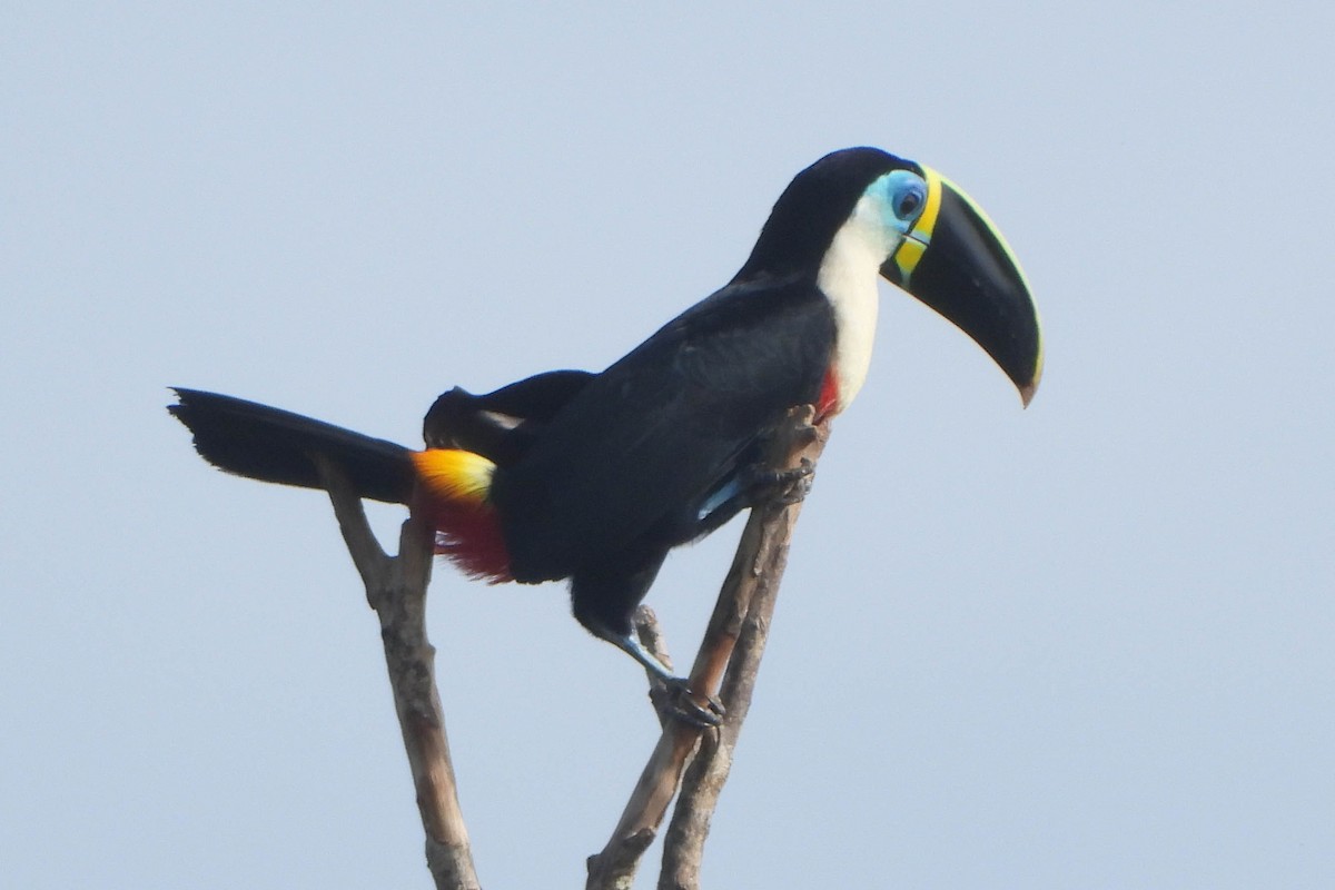 White-throated Toucan - ML121436011