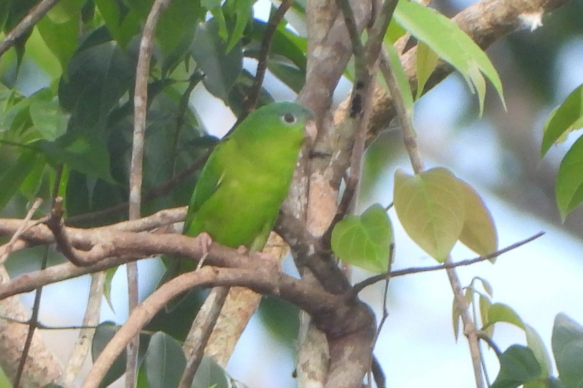 Amazonian Parrotlet - ML121436061