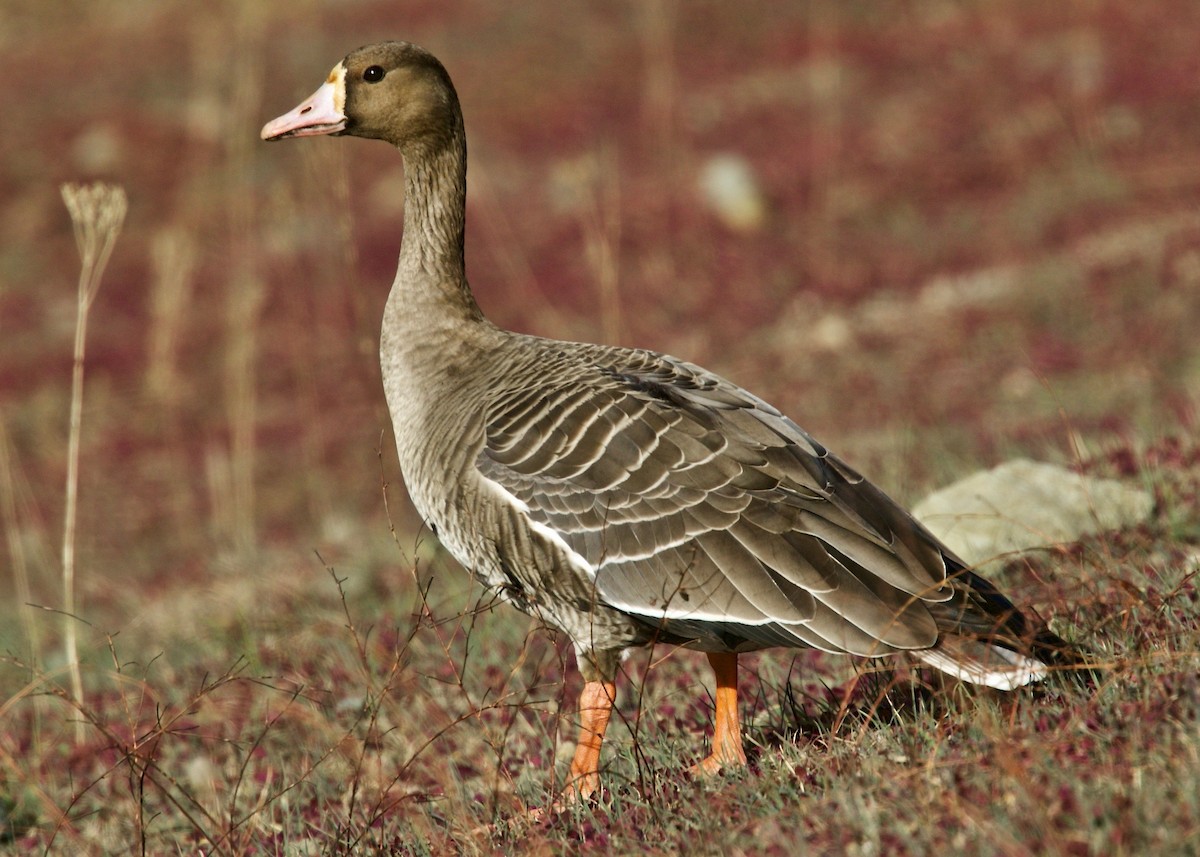 Greater White-fronted Goose - Dave Bengston