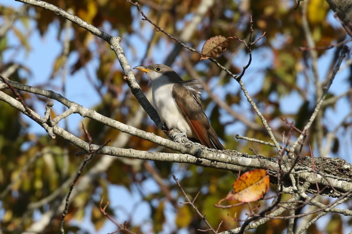 Yellow-billed Cuckoo - Evan Dalton