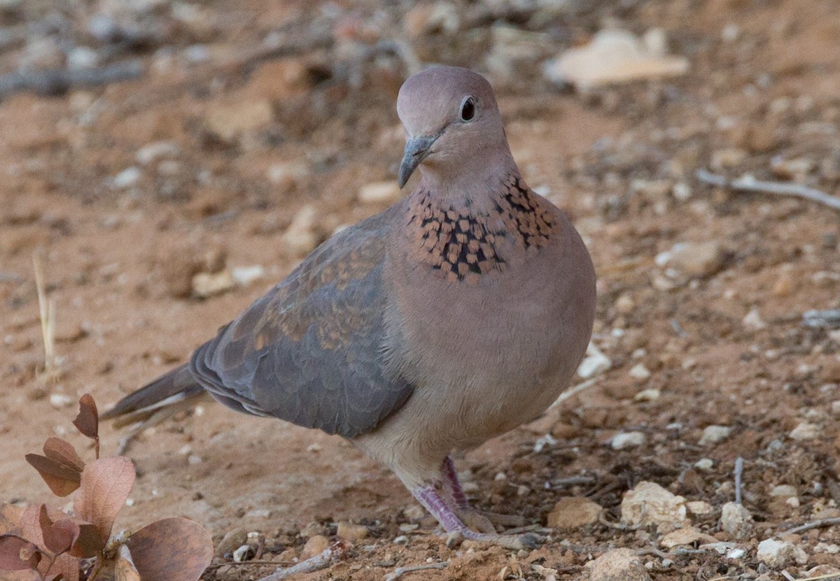 Tórtola Senegalesa - ML121439701