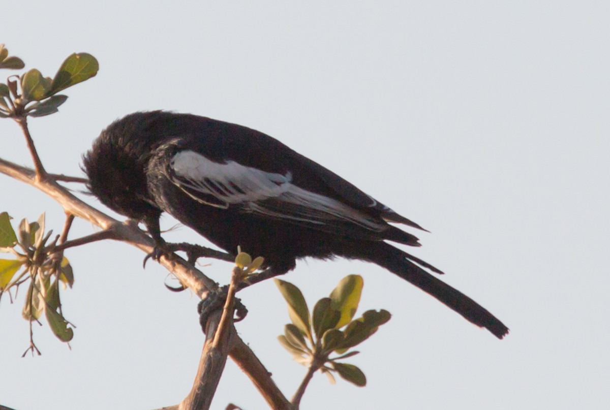 Mésange de Carp - ML121440181