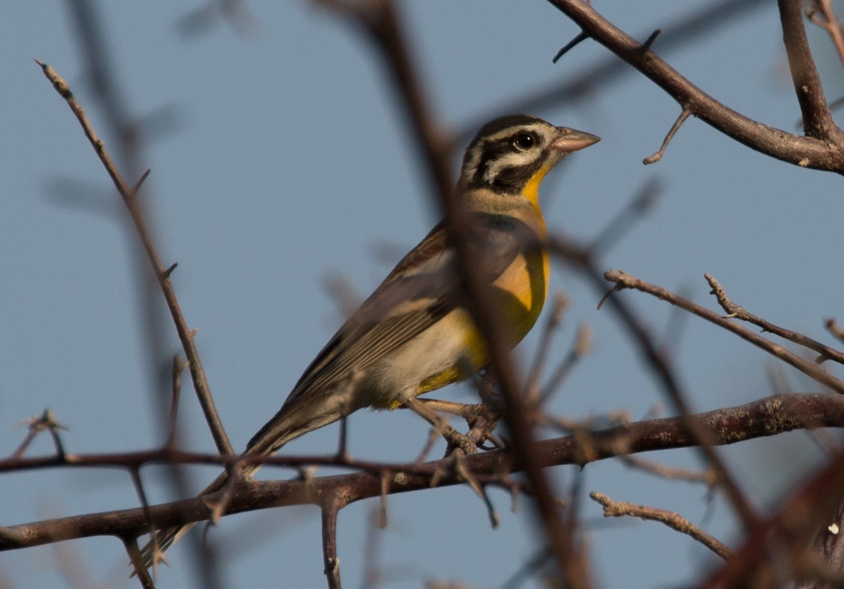 Golden-breasted Bunting - ML121441191