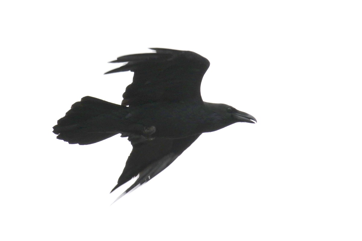 Common Raven - ML121441661