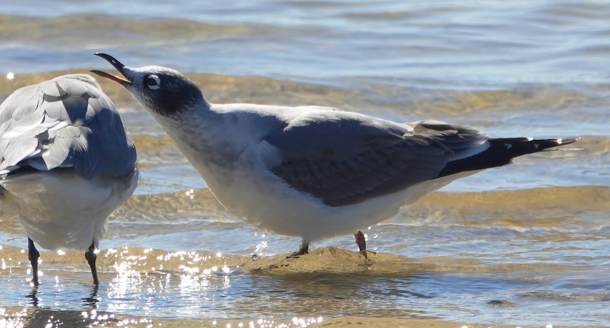 Franklin's Gull - Kathie Rosse