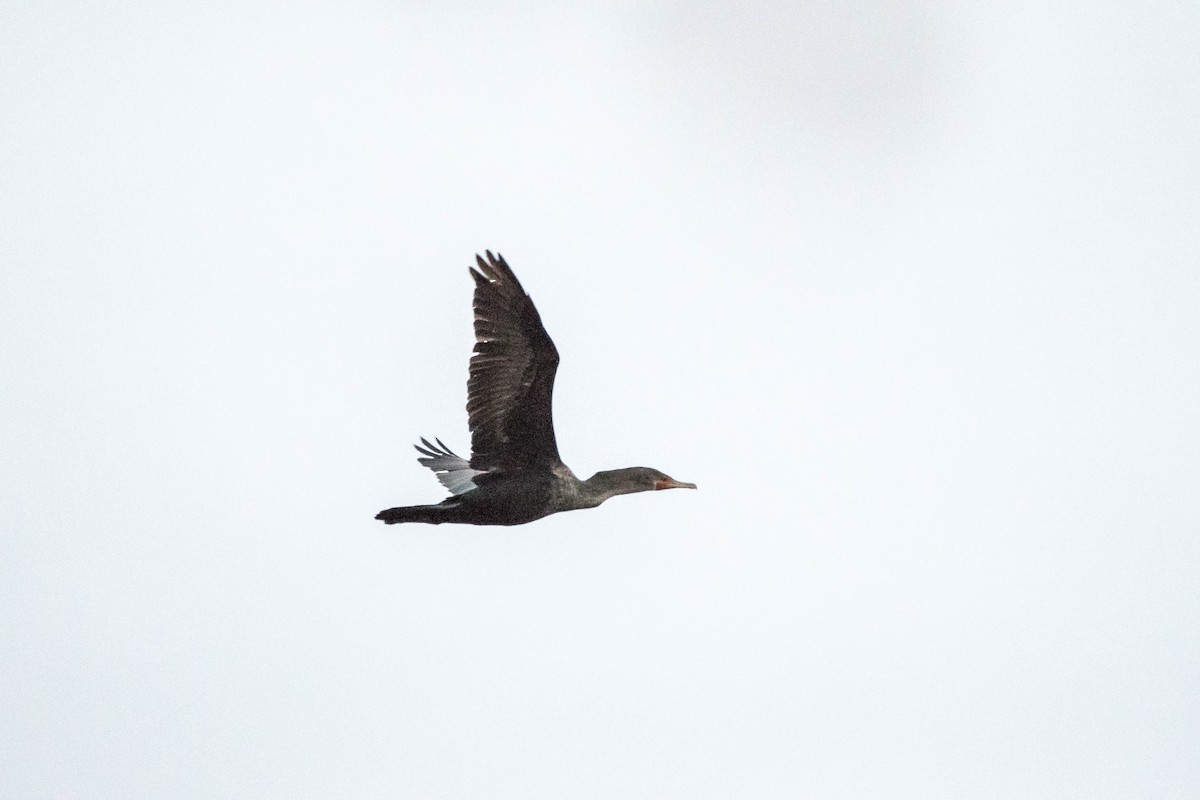 Double-crested Cormorant - Martin Bélanger