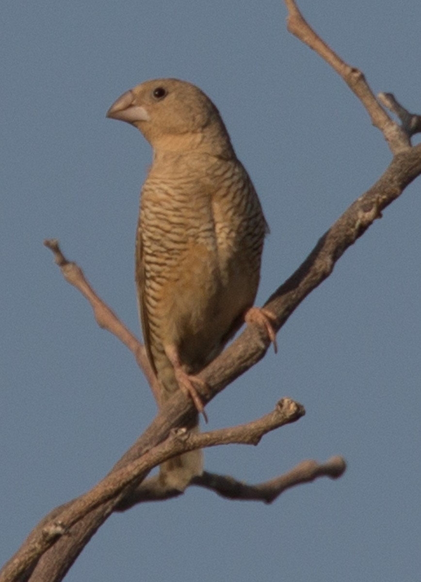 Red-headed Finch - ML121442181