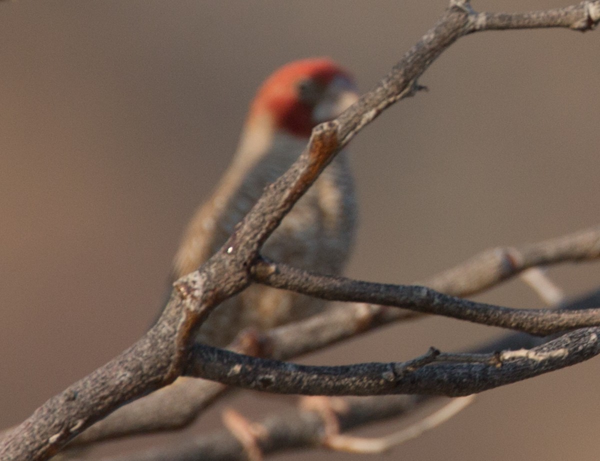 Red-headed Finch - ML121442231