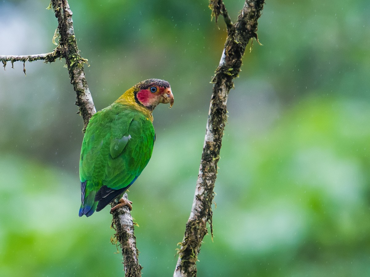 Rose-faced Parrot - Nick Athanas