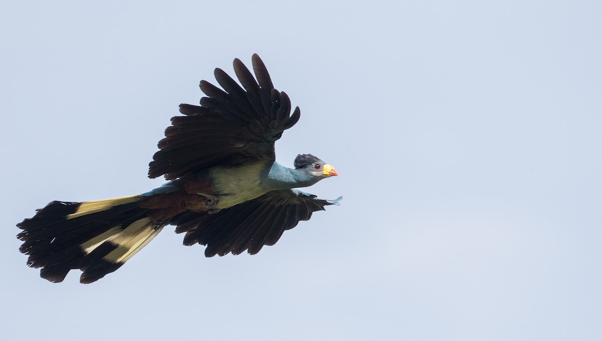 Great Blue Turaco - ML121444371