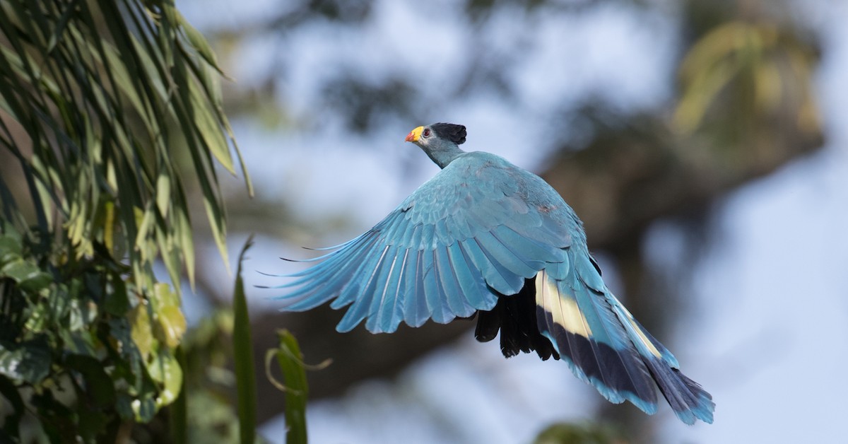 Great Blue Turaco - ML121444421