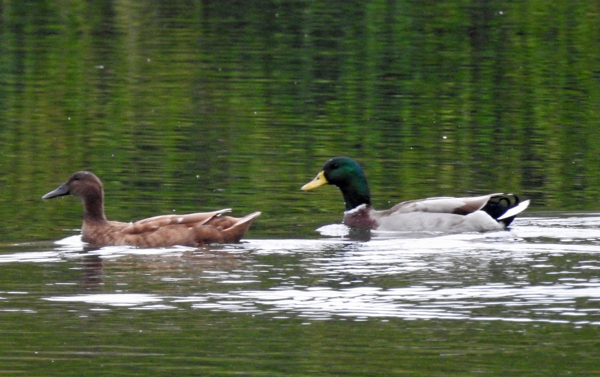 Canard colvert - ML121444551