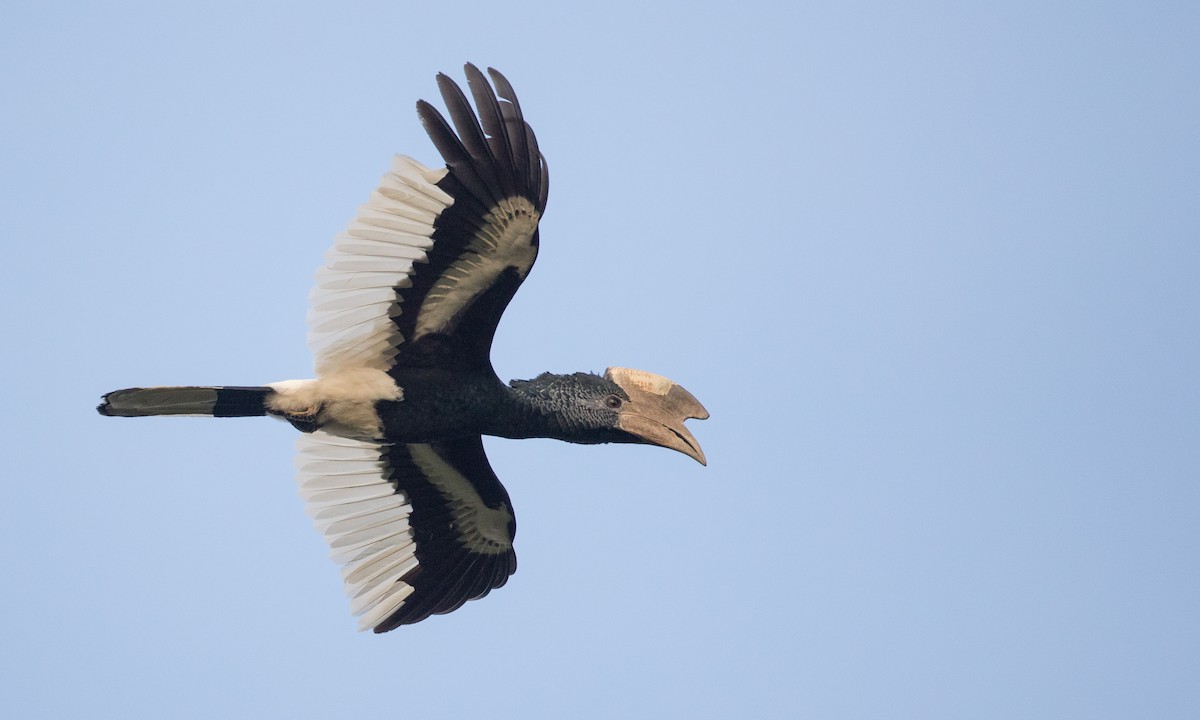 Black-and-white-casqued Hornbill - ML121445181