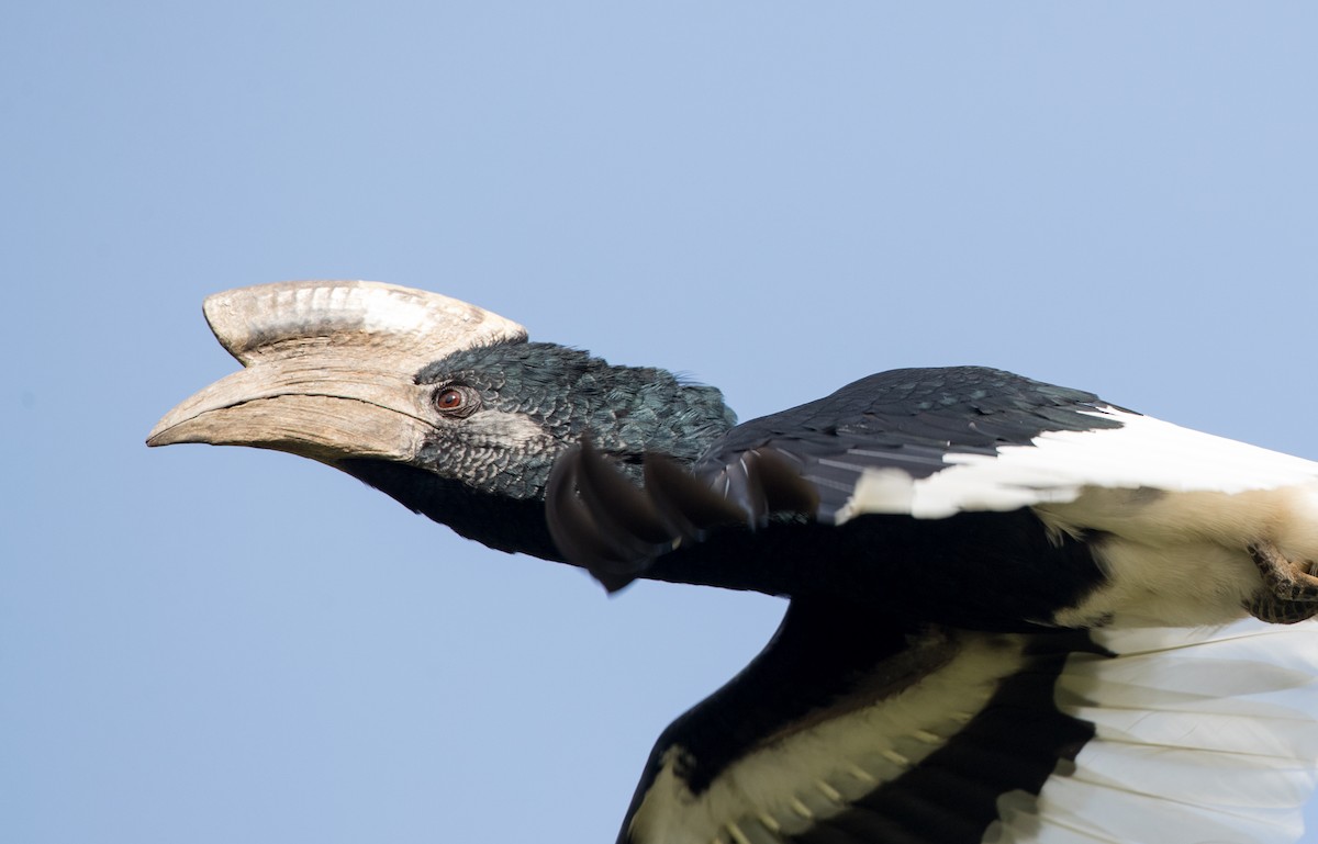 Black-and-white-casqued Hornbill - ML121445381