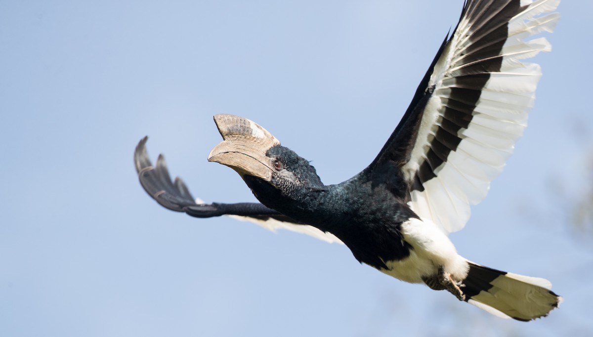 Black-and-white-casqued Hornbill - Ian Davies