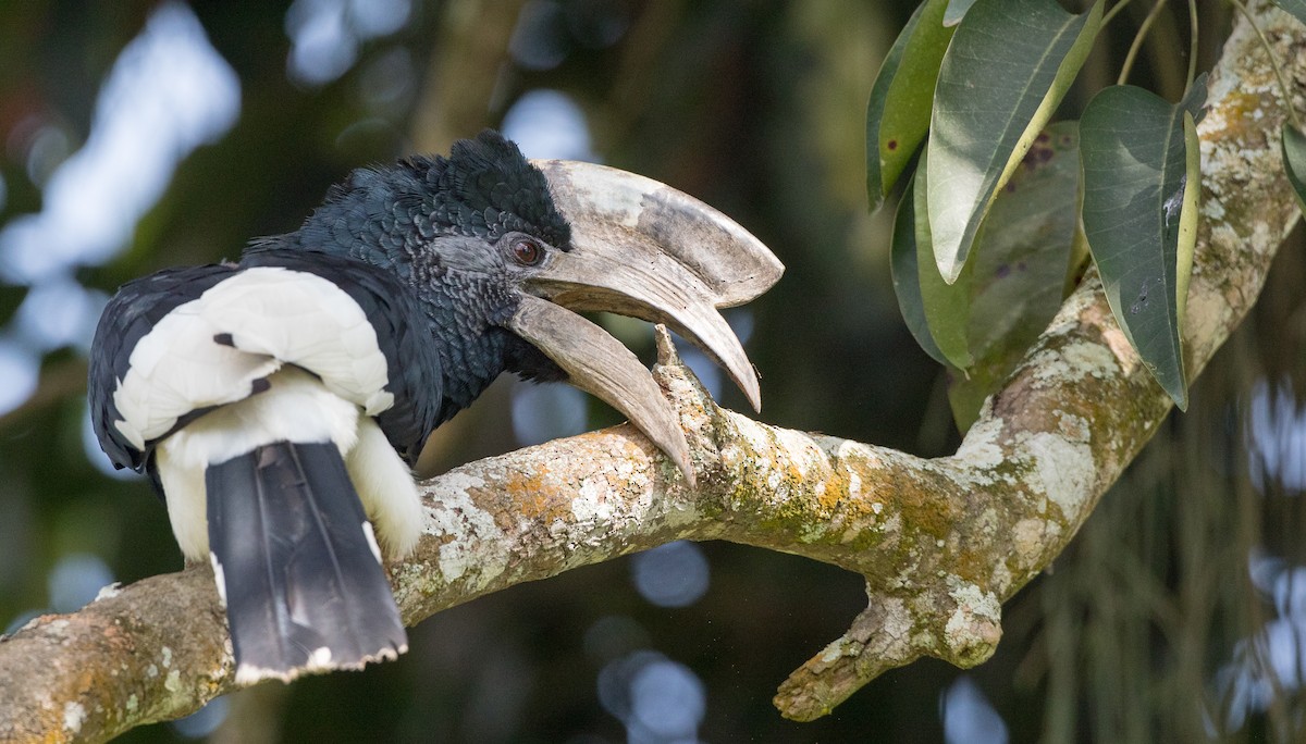 Black-and-white-casqued Hornbill - ML121445421