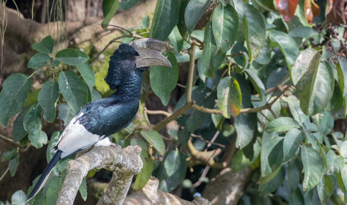 Black-and-white-casqued Hornbill - ML121445451