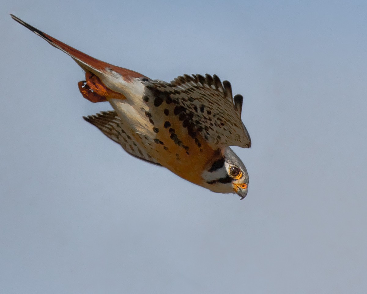 American Kestrel - ML121445931