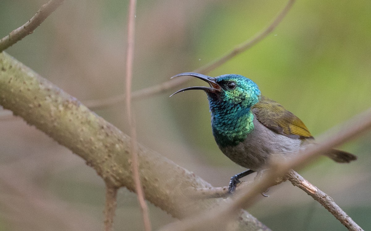 grønnhodesolfugl (verticalis/viridisplendens) - ML121446151