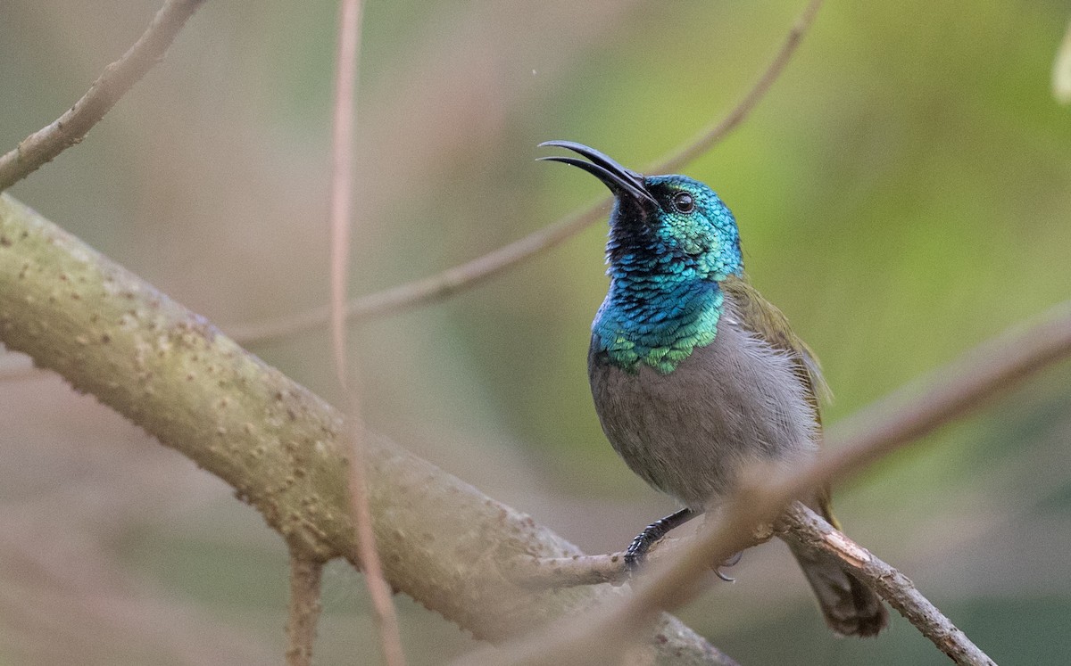 grønnhodesolfugl (verticalis/viridisplendens) - ML121446171