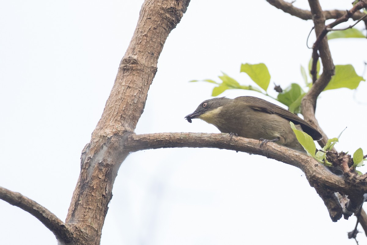 Yellow-throated Greenbul (flavigula) - ML121446211