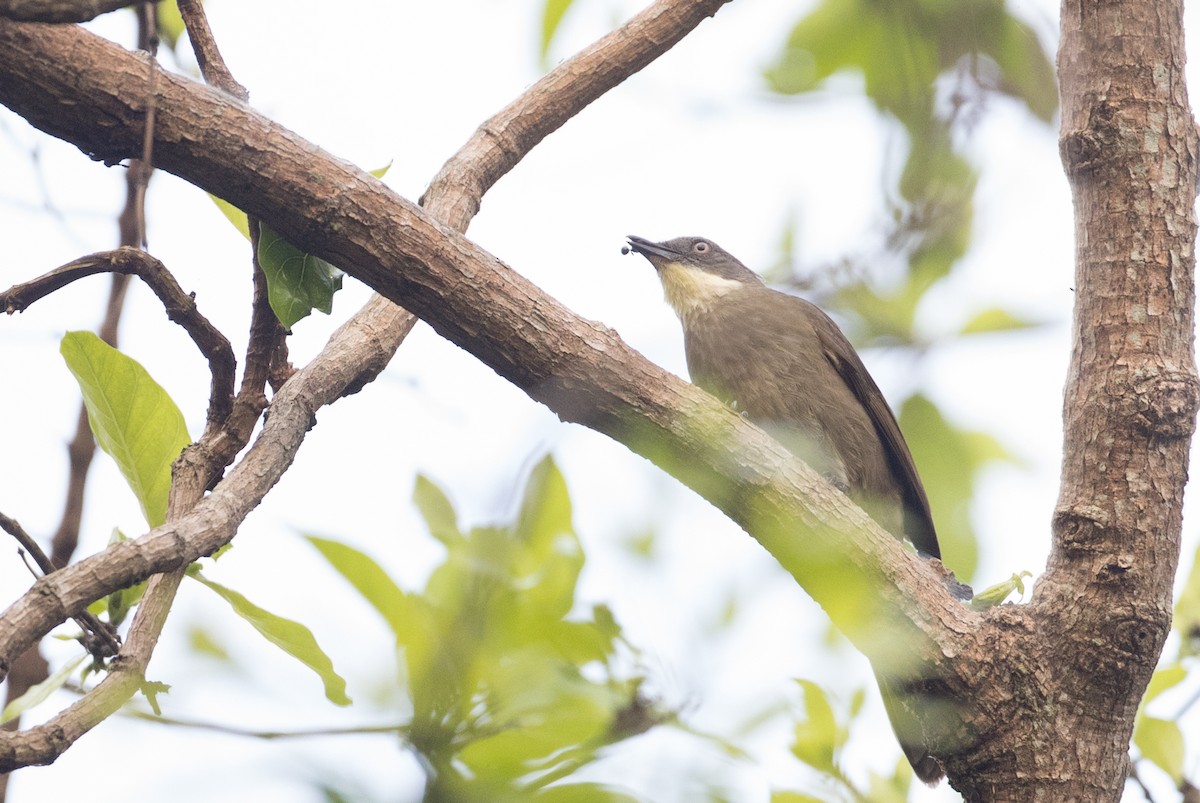 Yellow-throated Greenbul (flavigula) - ML121446221