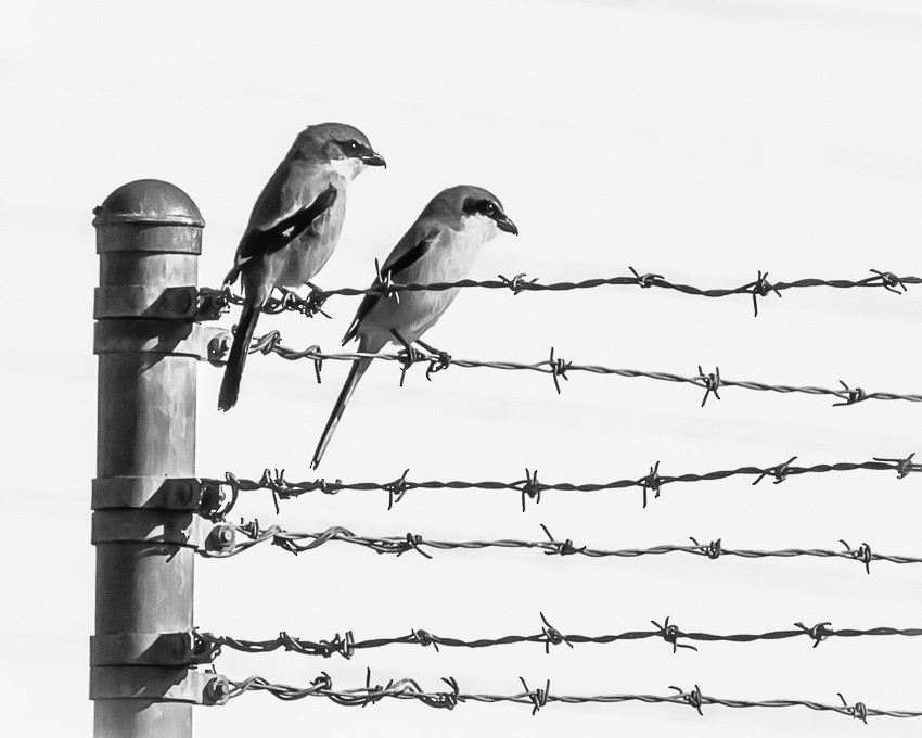 Loggerhead Shrike - Dale Lambert