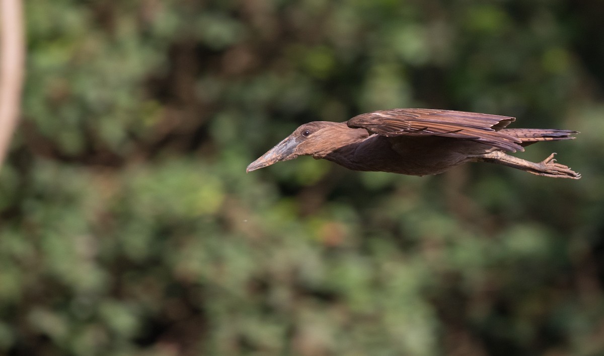 Hamerkop - ML121446421