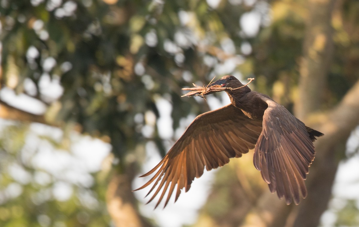 Hamerkop - Ian Davies