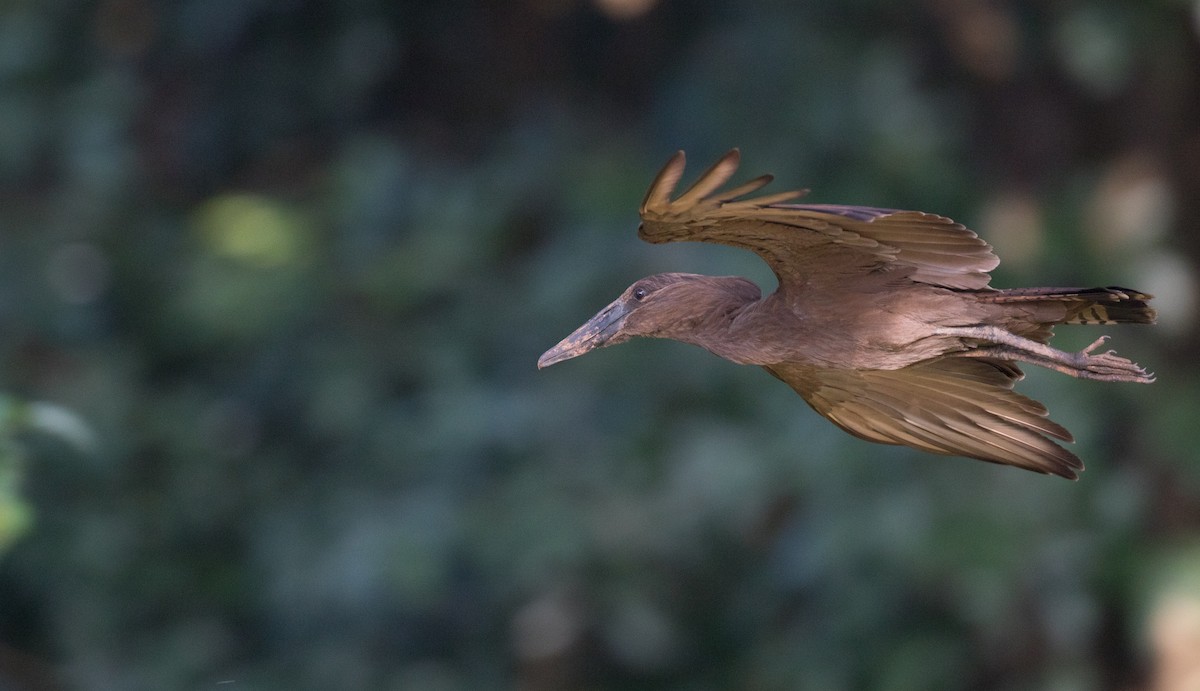 Hamerkop - ML121446451