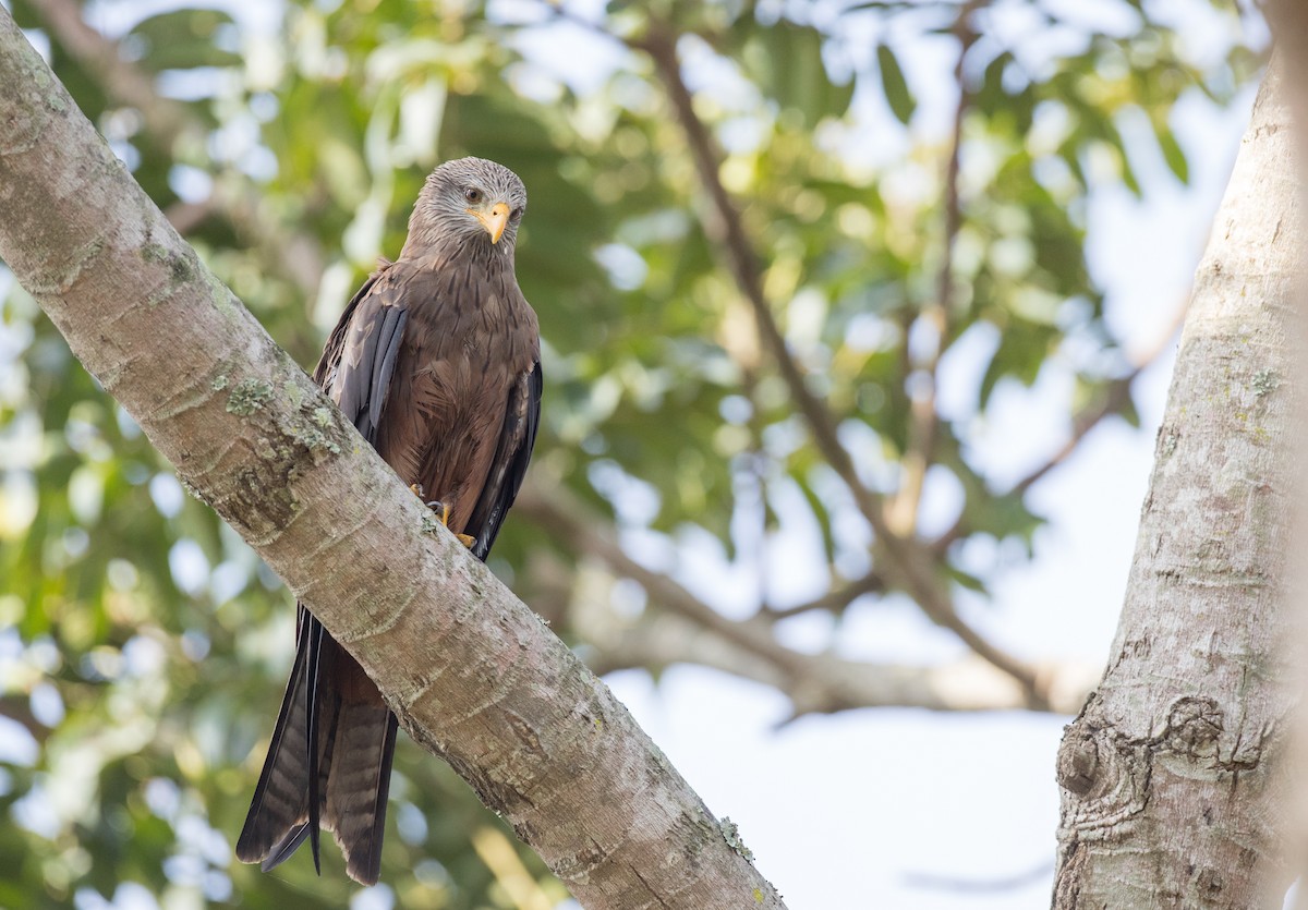 Black Kite (Yellow-billed) - ML121446521