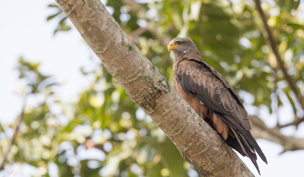 Black Kite (Yellow-billed) - ML121446531