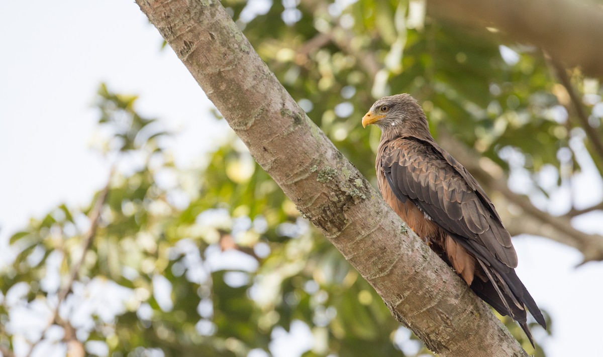 Black Kite (Yellow-billed) - ML121446541